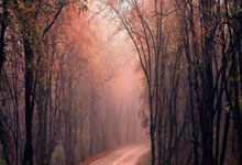 弃将埃兰加一条龙破门 曼联本季英超两度受困森林.